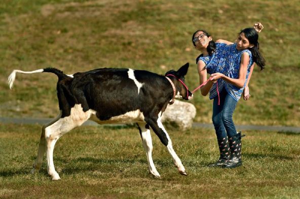 bliznakinje 0330005146.jpg