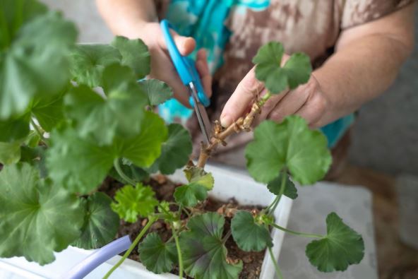 kako se gaje muškatle pelargonijum