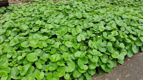 Asarum canadense divlji djumbir.jpg