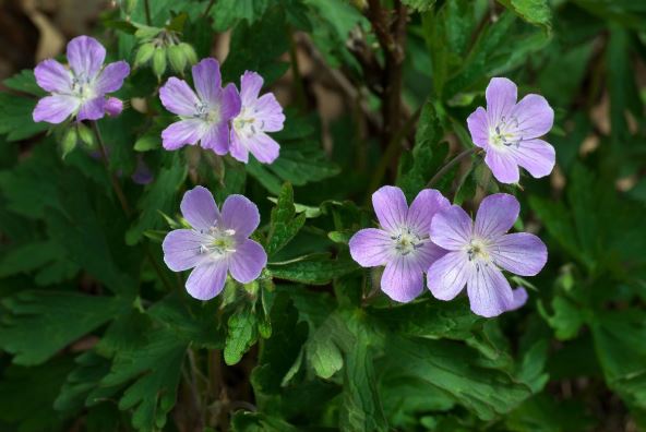 Geranium maculatum divlja muškatla