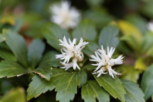 Pachysandra terminalis.jpg
