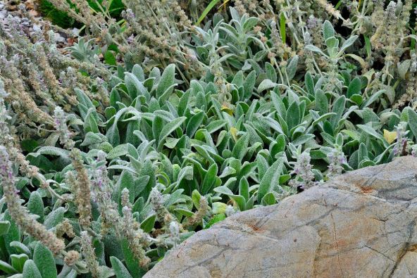 zekine usi Stachys byzantina.jpg