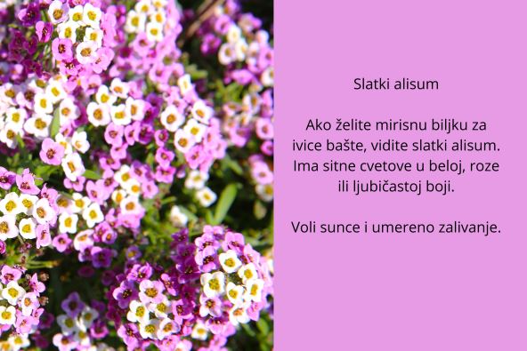 sitno cveće (7).jpg