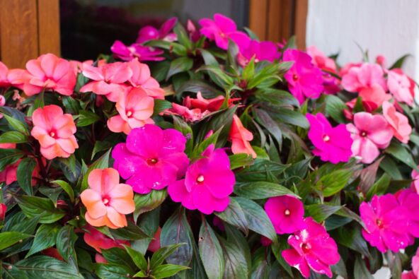 lepi jova Impatiens 3.jpg