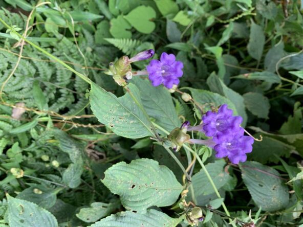 Impatiens namchabarwensis.jpg