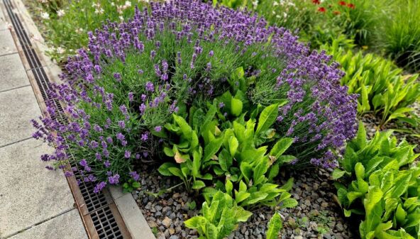 lavanda i kamenčići