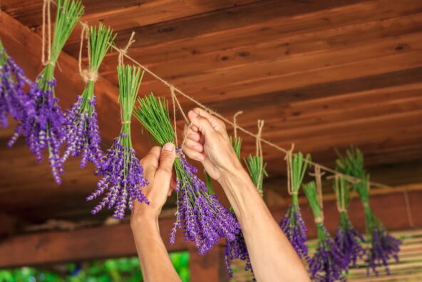 Lavanda