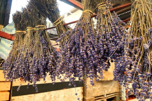 Lavanda