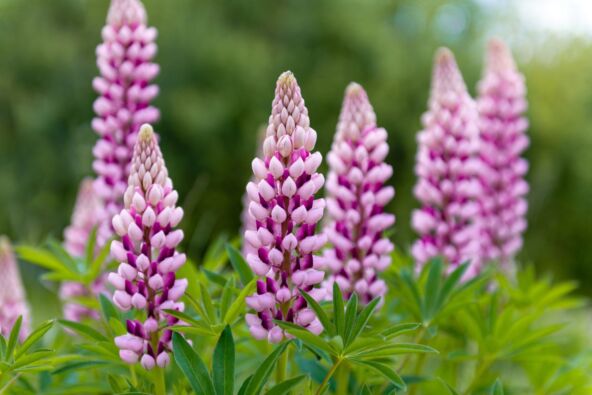 lupina01.jpg