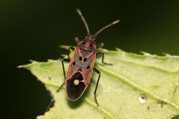 travna_stenica_529605190.jpg