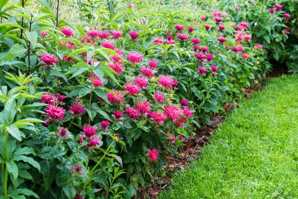 monarda0001.jpg