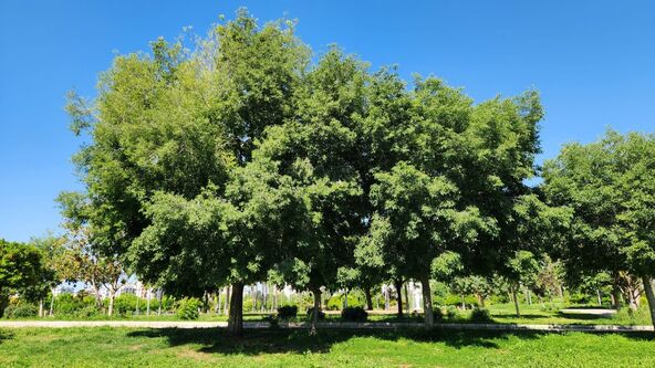 Celtis australis koprivić.jpg