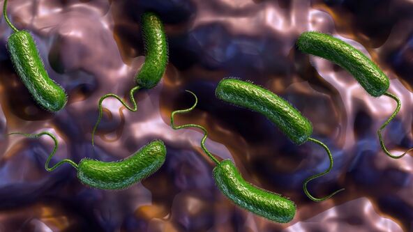 bakterija Vibrio vulnificus.jpg