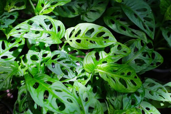 Monstera Adansonii.jpg