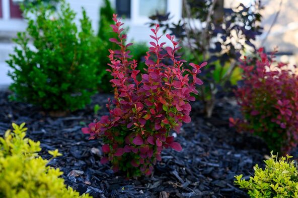 Orange Rocket Berberis 2.jpg