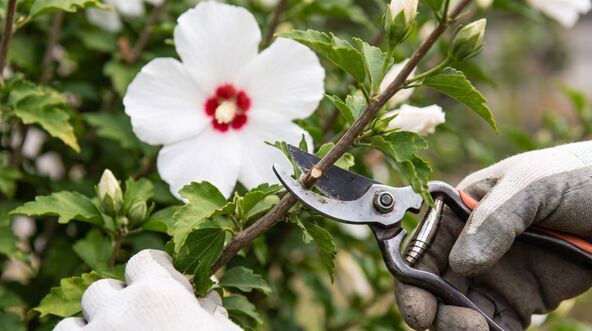 hibiskus002.jpg