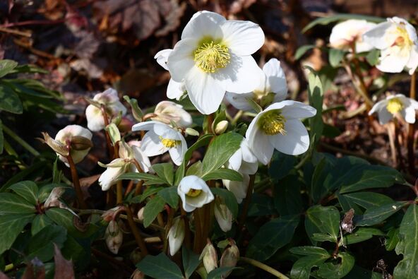 kukurek Helleborus 4.jpg