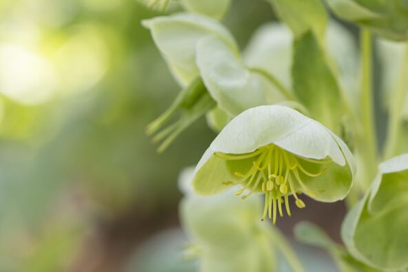 kukurek Helleborus 5.jpg