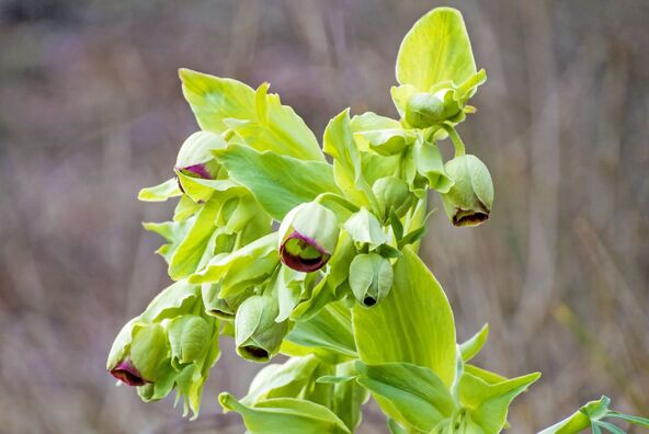 Helleborus foetidus.jpg