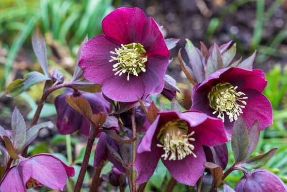 kukurek Helleborus 3.jpg