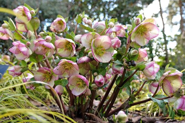 kukurek Helleborus 2.jpg