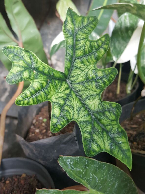 Alocasia Jacklyn.jpg