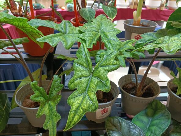 Alocasia Jacklyn Mr read.jpg