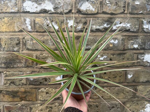Dracaena Colourama Pink.jpg