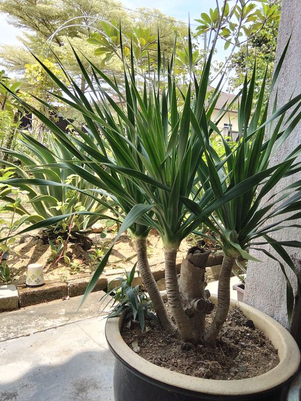 dracena 2.jpg