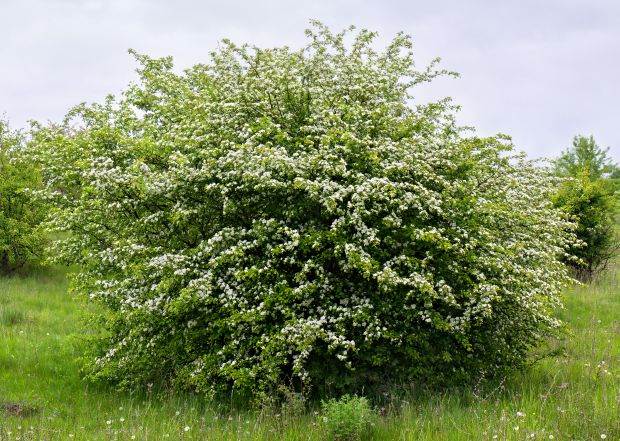 Simptomi propadanja karličnog dna