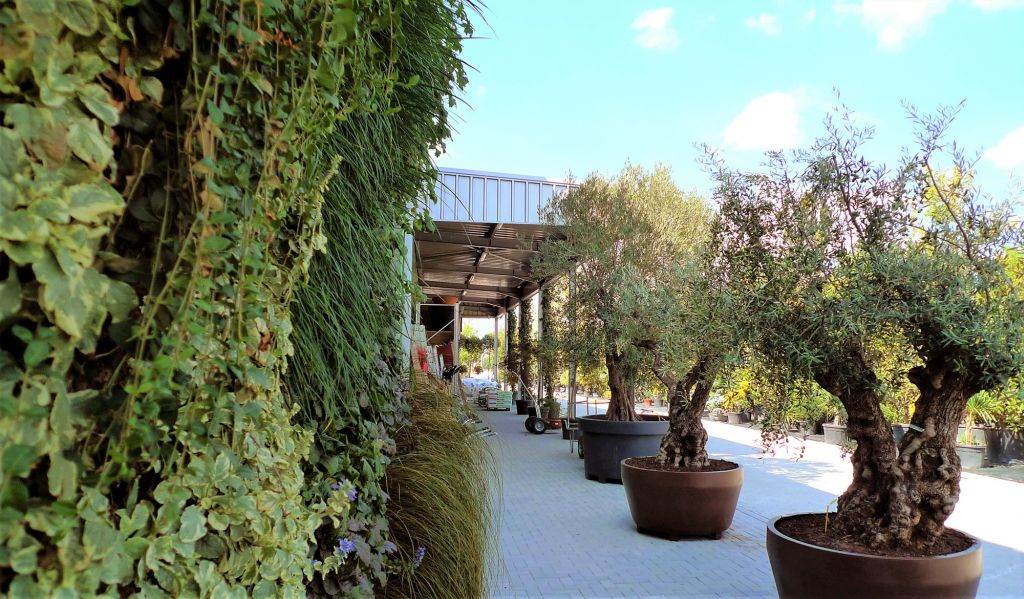 ZELENA PRAVILA: izbor biljaka i saksija za enterijer i eksterijer treba stručno planirati