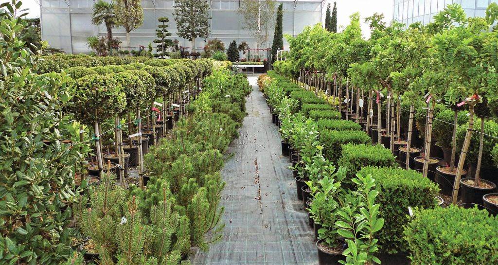 ZELENA PRAVILA: izbor biljaka i saksija za enterijer i eksterijer treba stručno planirati