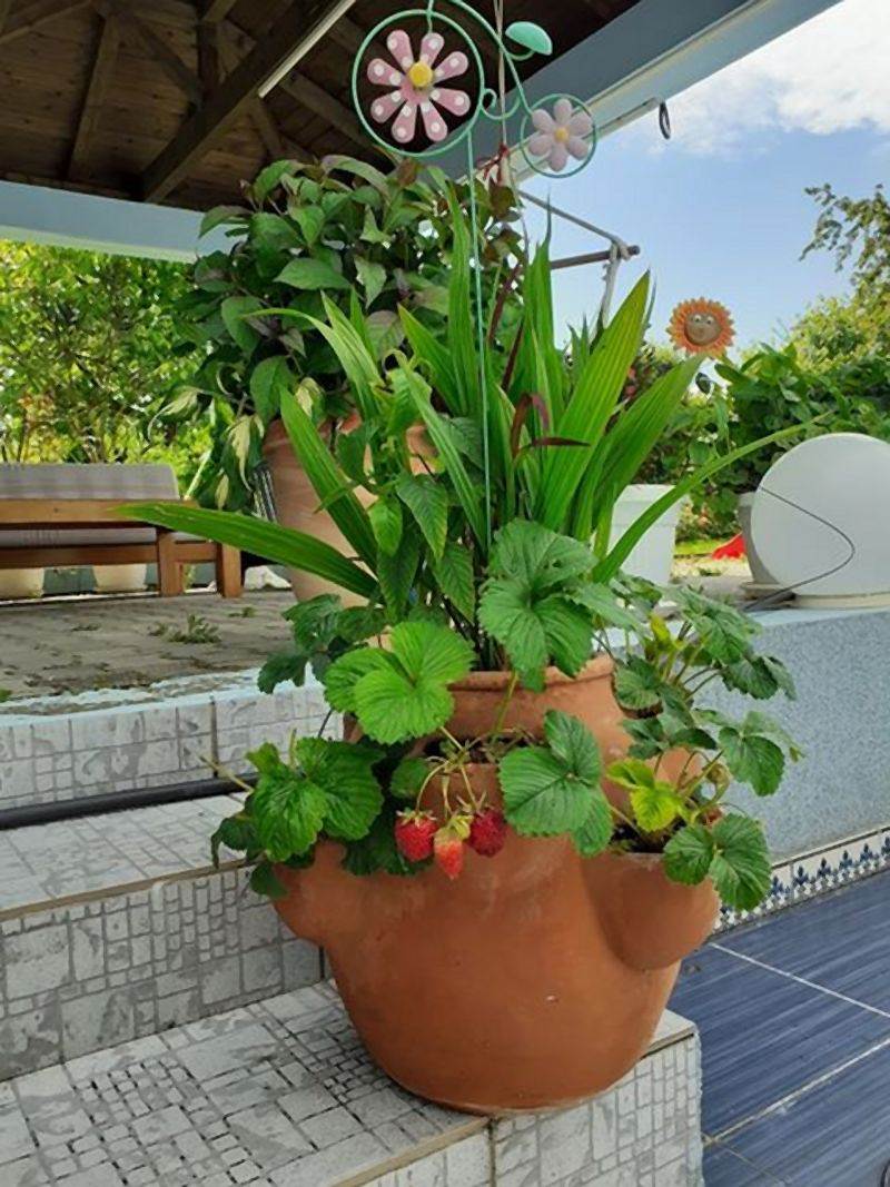 Invazivne biljke koje izbegavaju i iskusni baštovani