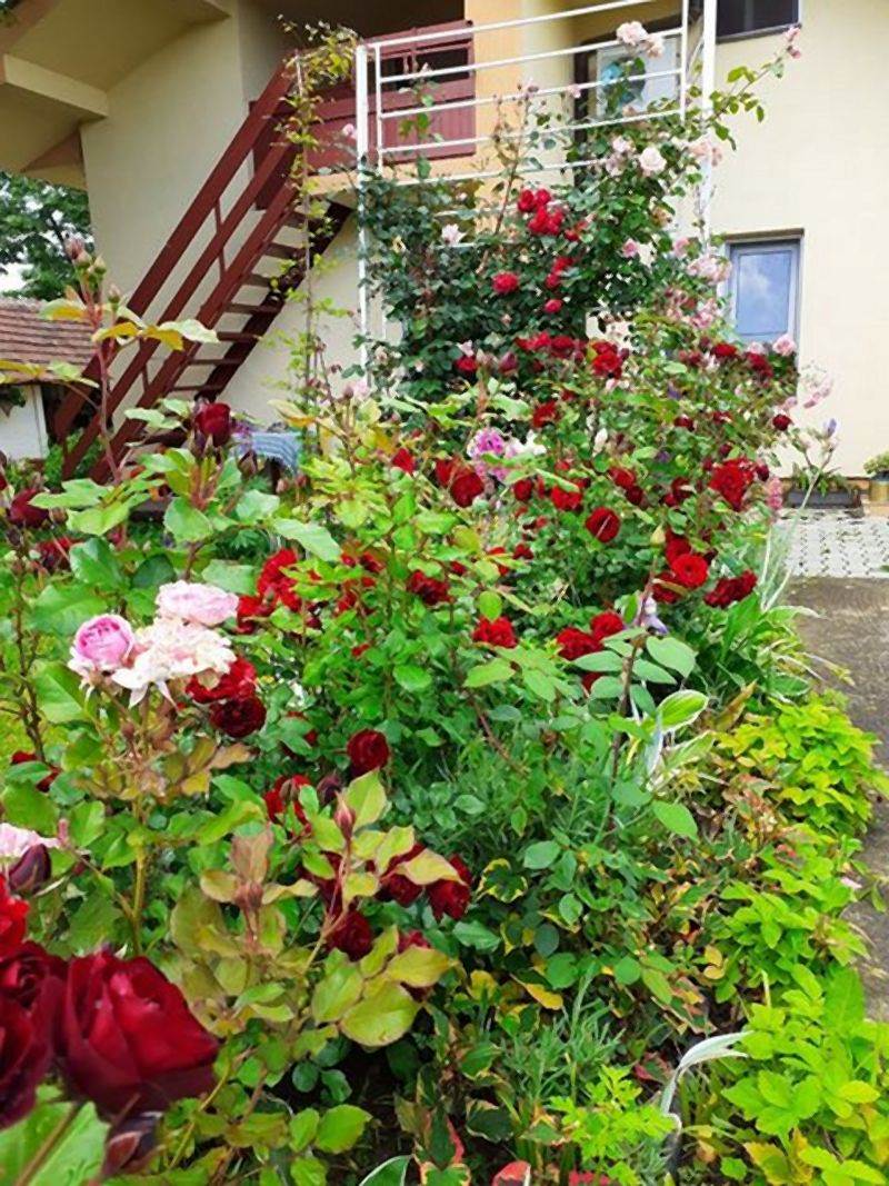 Invazivne biljke koje izbegavaju i iskusni baštovani