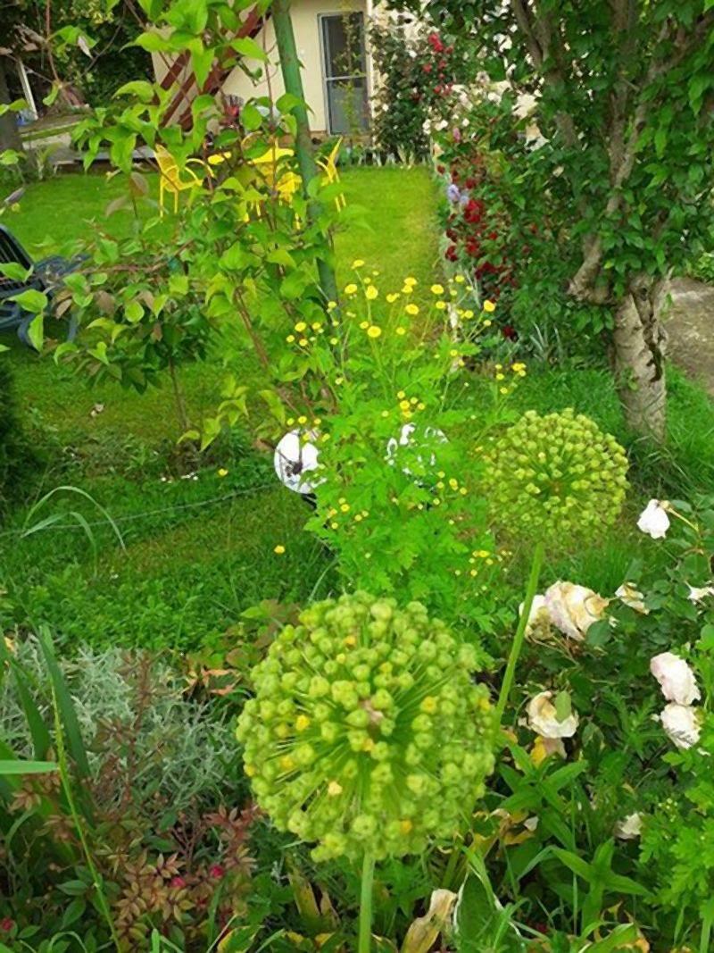 Invazivne biljke koje izbegavaju i iskusni baštovani