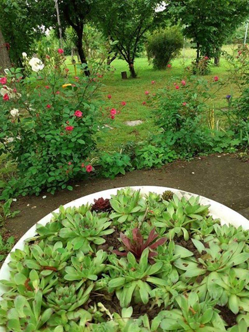 Invazivne biljke koje izbegavaju i iskusni baštovani