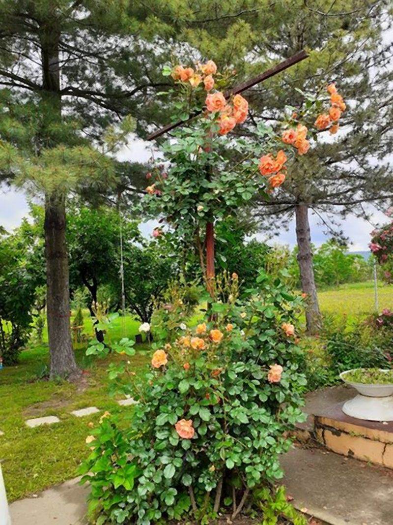 Invazivne biljke koje izbegavaju i iskusni baštovani