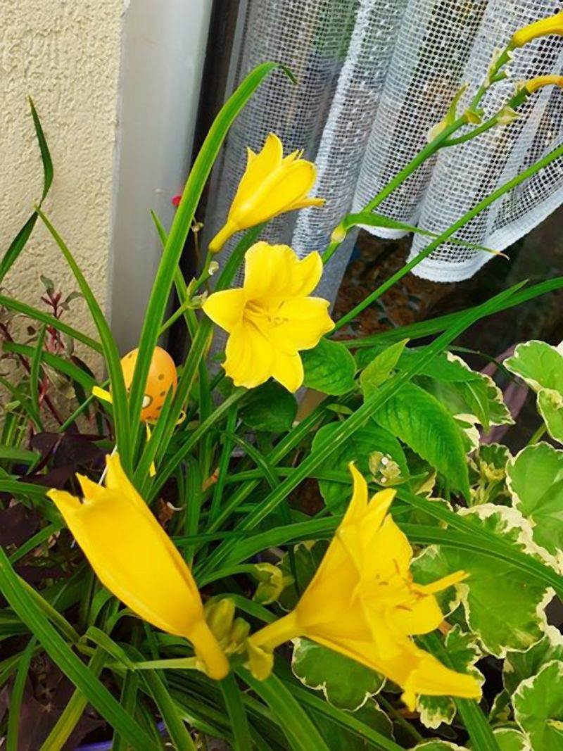 Invazivne biljke koje izbegavaju i iskusni baštovani