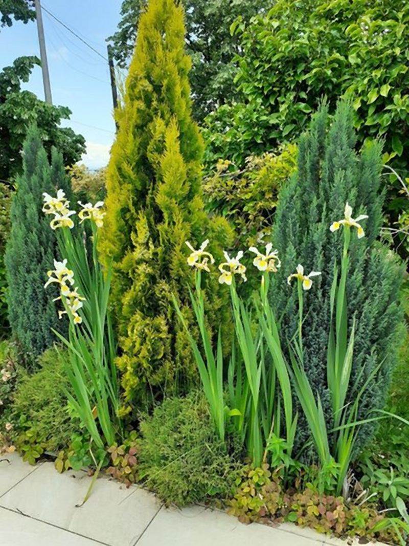 Invazivne biljke koje izbegavaju i iskusni baštovani