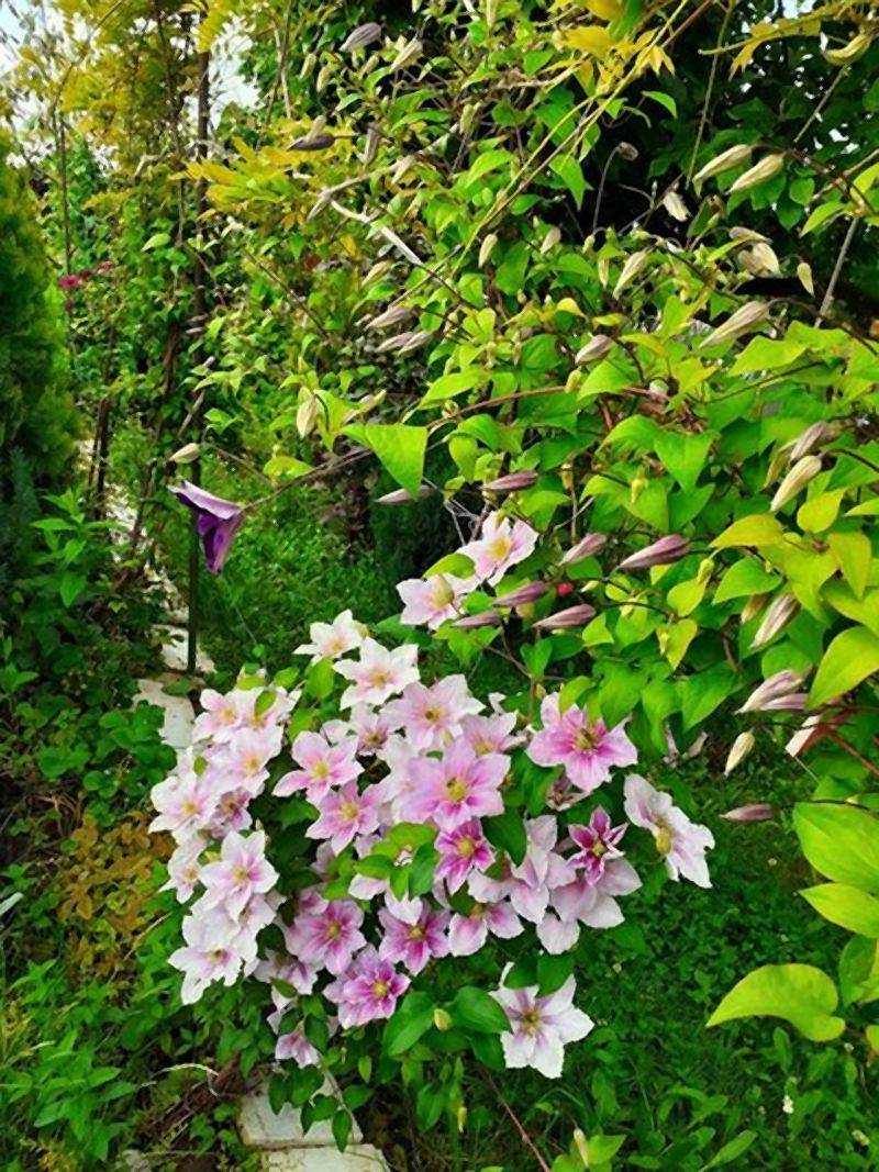 Invazivne biljke koje izbegavaju i iskusni baštovani