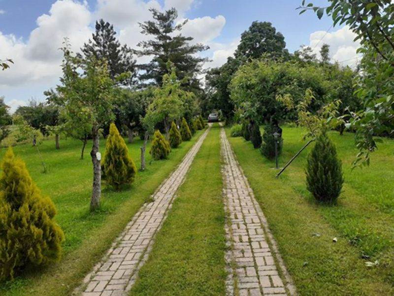 Invazivne biljke koje izbegavaju i iskusni baštovani