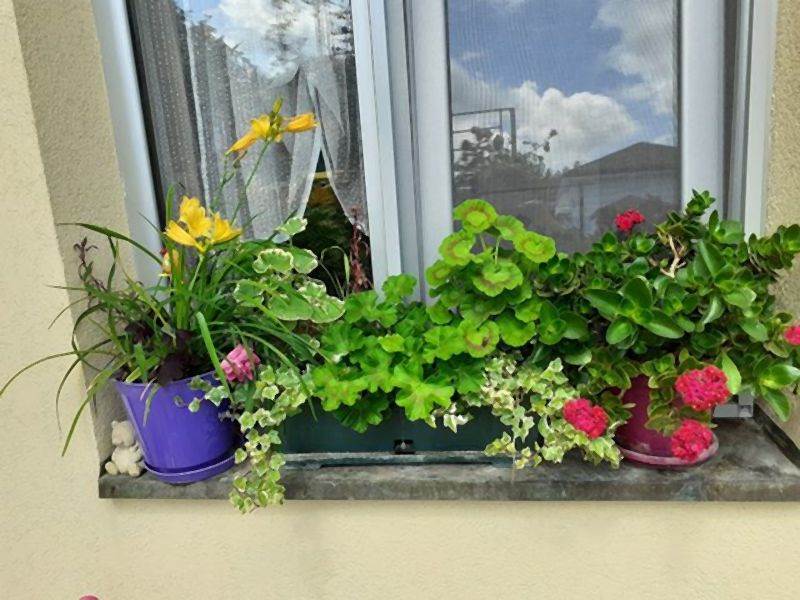 Invazivne biljke koje izbegavaju i iskusni baštovani