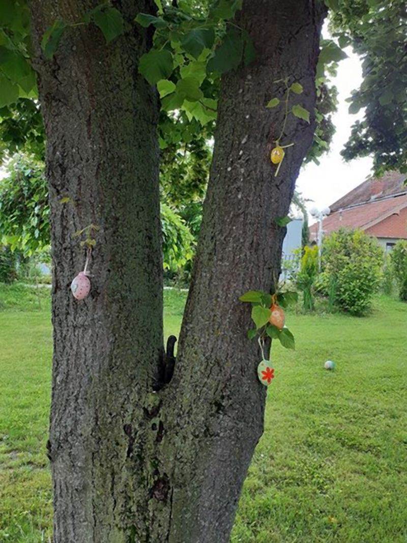 Invazivne biljke koje izbegavaju i iskusni baštovani