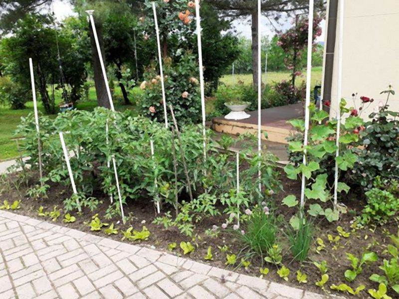 Invazivne biljke koje izbegavaju i iskusni baštovani