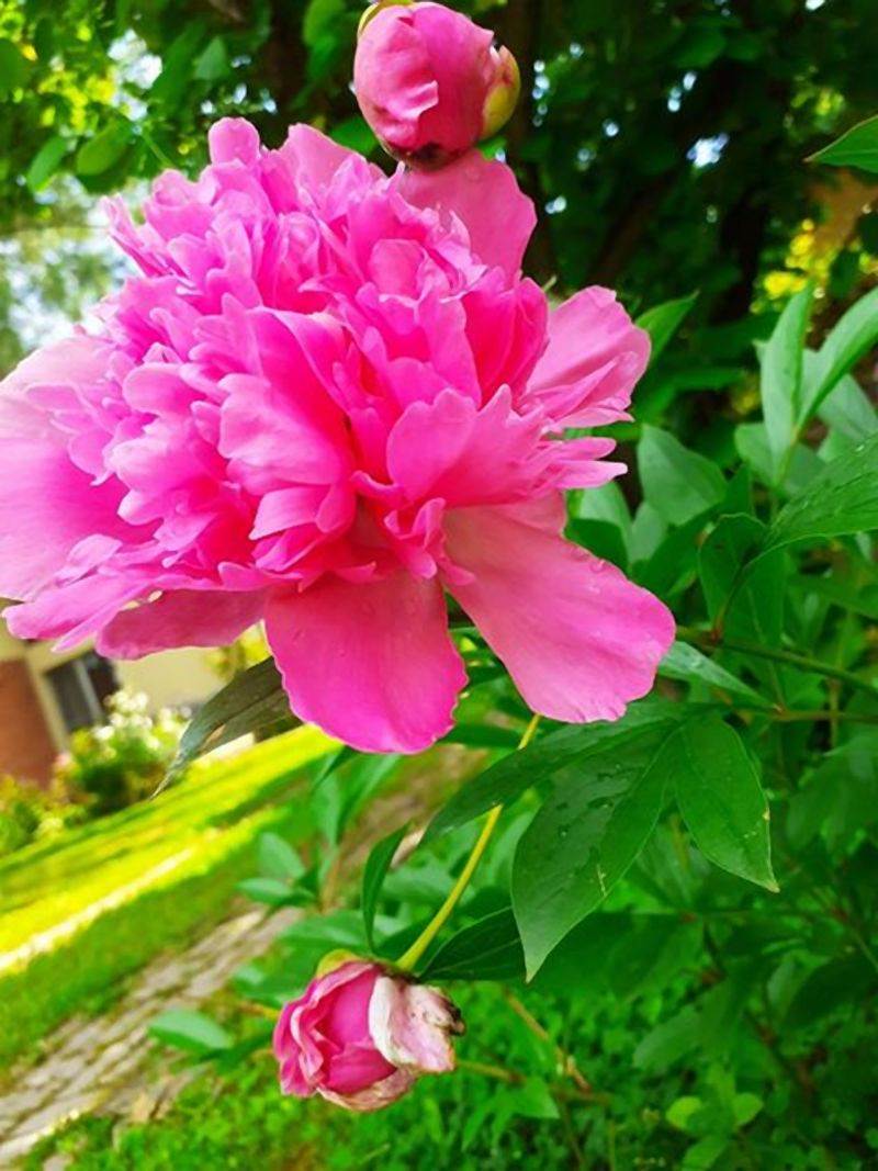 Invazivne biljke koje izbegavaju i iskusni baštovani