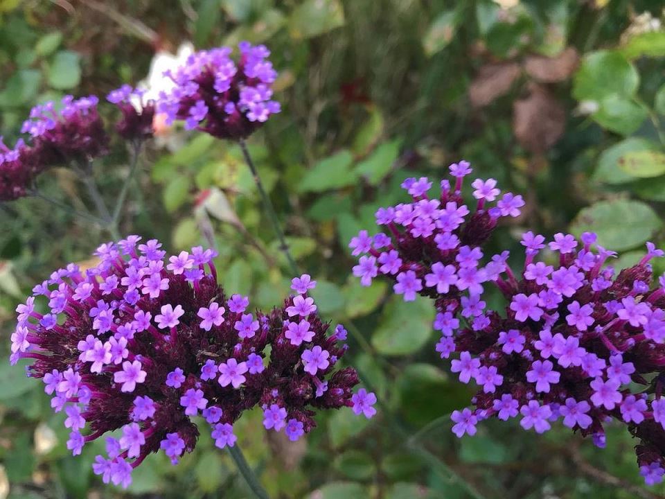 verbena