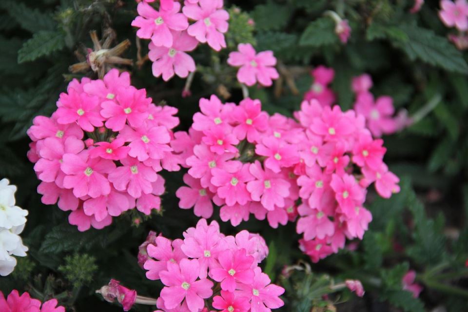 verbena officinalis