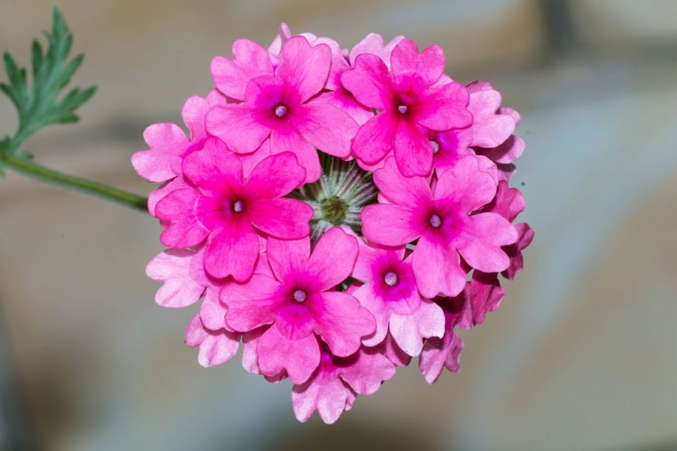 verbena officinalis 4.jpg