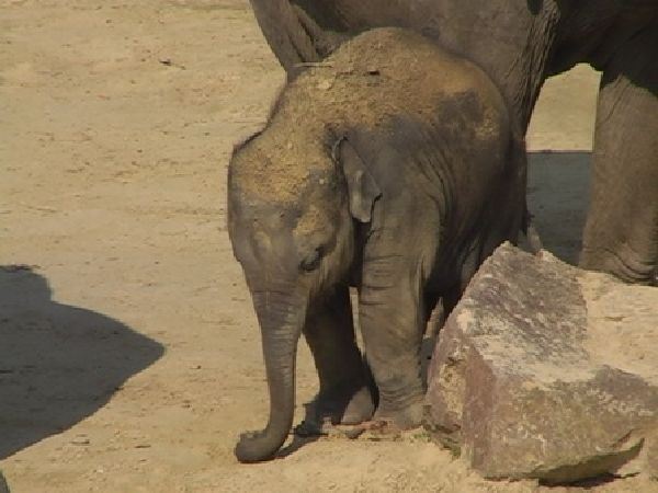 Egzotični zoo vrtovi