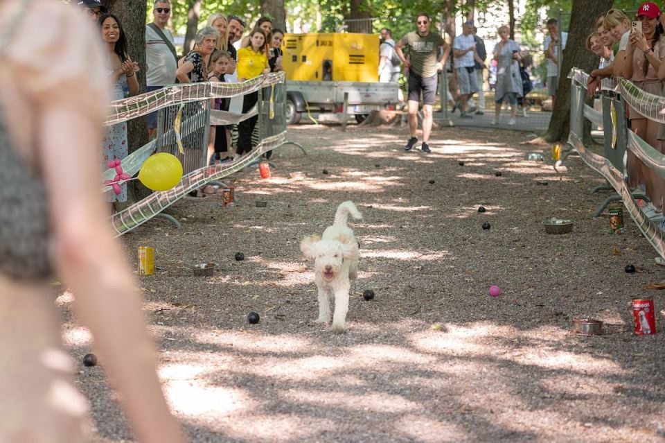 festival ulicni psi 12.jpg